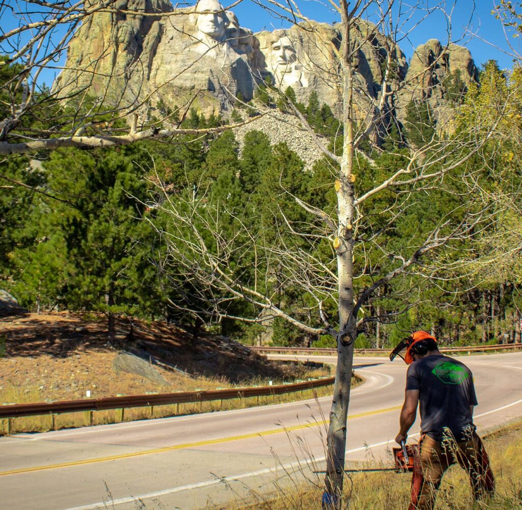 Deep Roots Tree Co. employee treating small tree