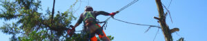 tree removal service