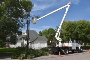 tree removal service