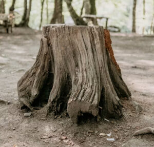 tree stump