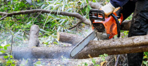 cutting tree